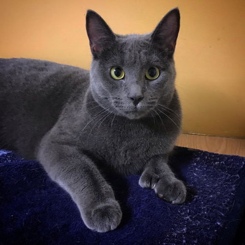 Graycie