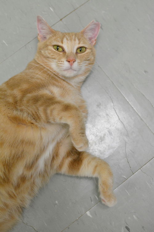Felicette