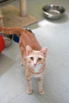Felicette