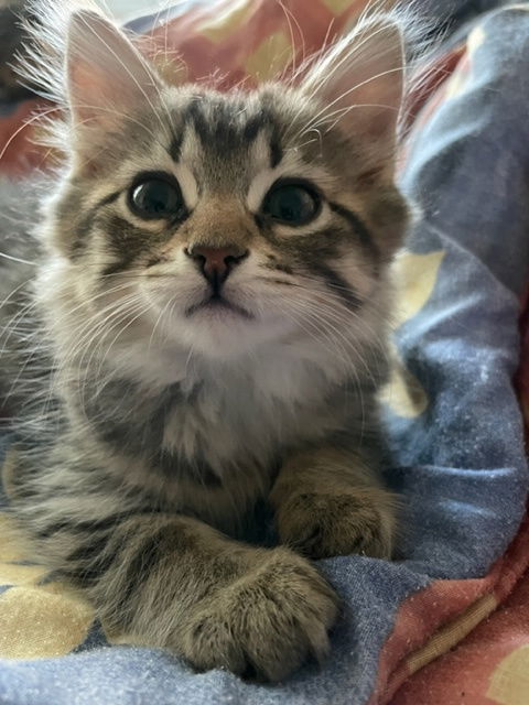 Bambi