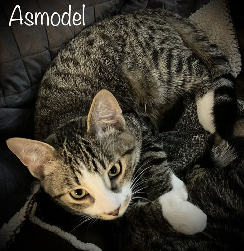 Asmodel