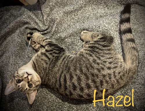 Hazel
