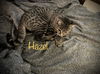 Hazel