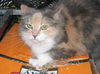 Shania