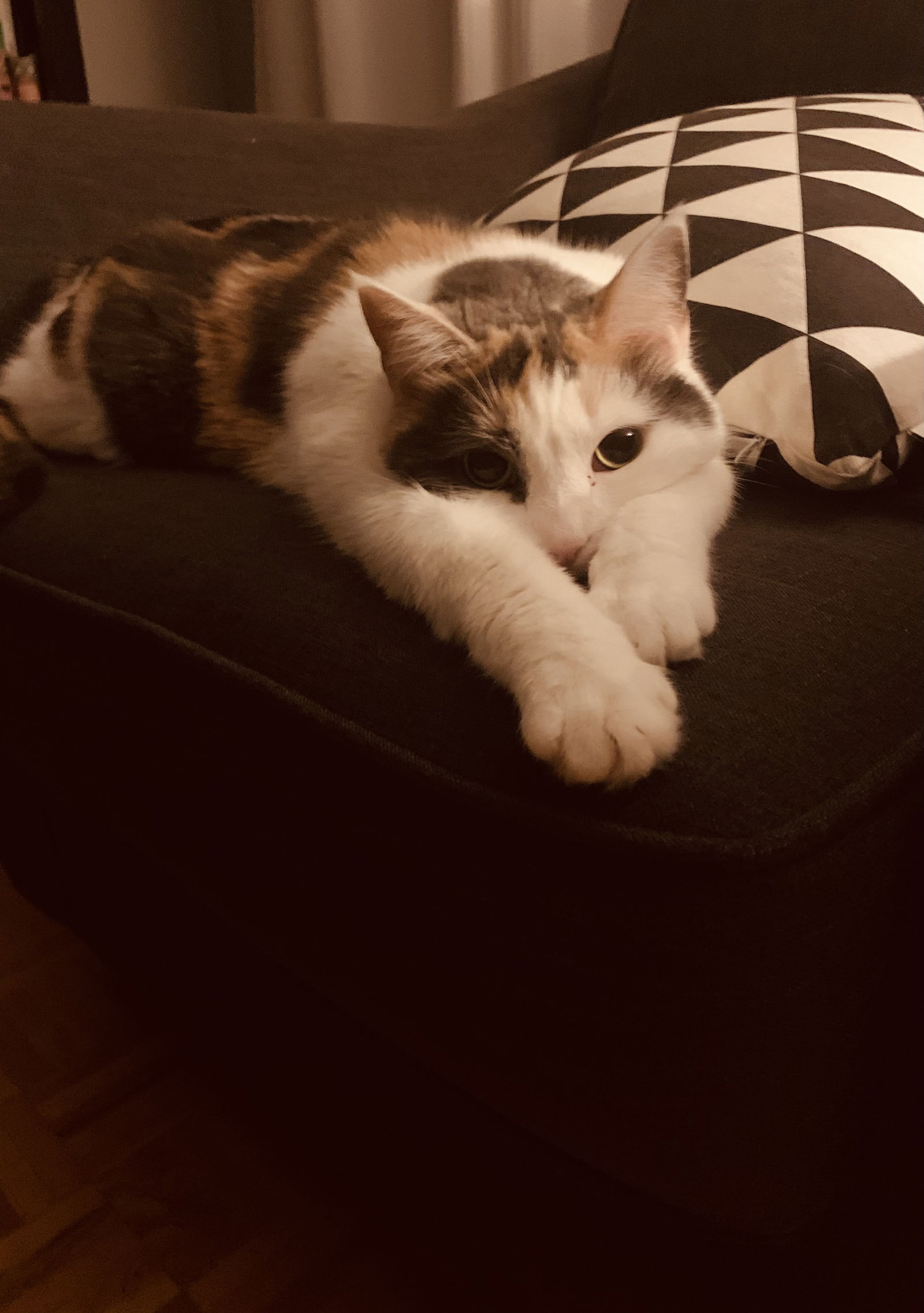 adoptable Cat in Montreal, QC named Charlotte