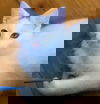 Yuki