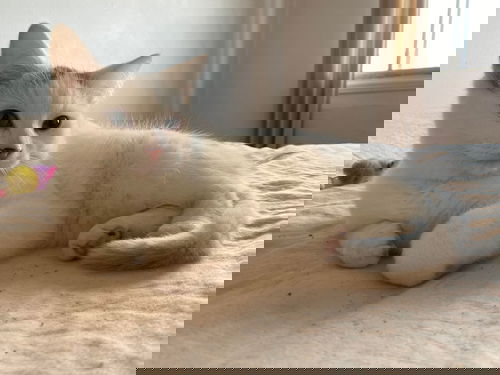Yuki