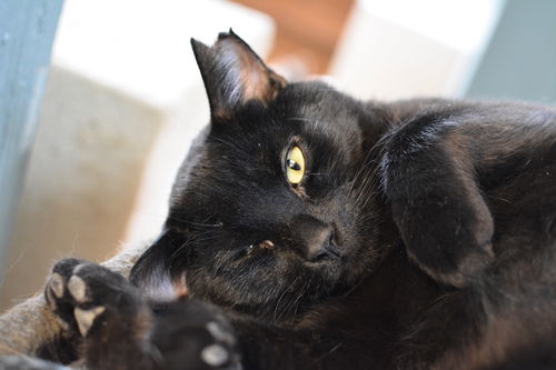 Onyx