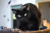 Onyx