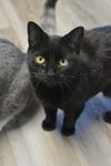 adoptable Cat in , QC named Becky