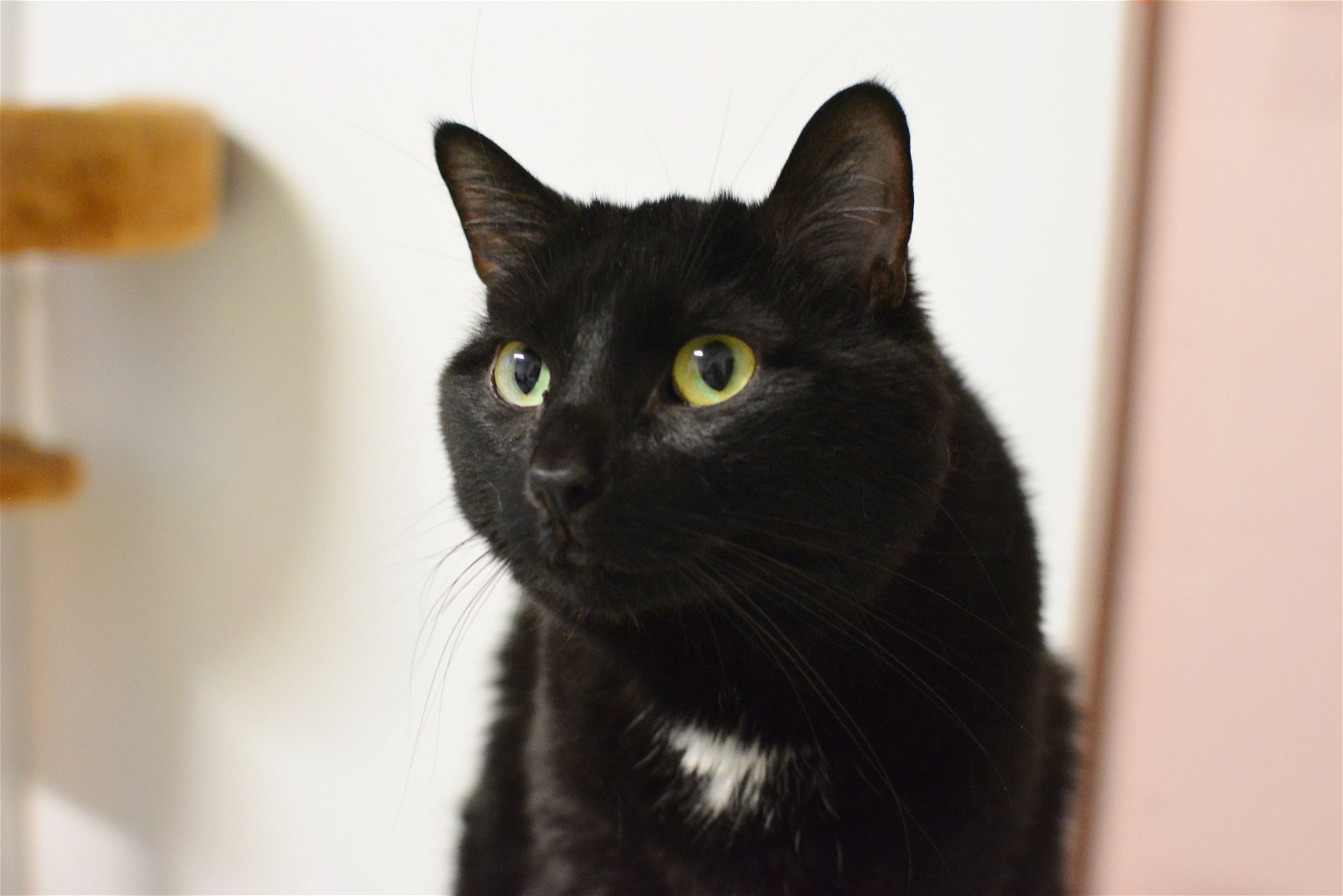 adoptable Cat in Montreal, QC named Ouranos