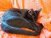 Ganache