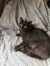 Kali