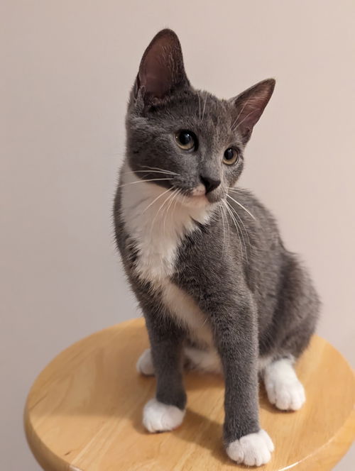 Artemis