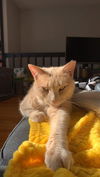 Gigi