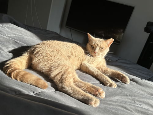 Gigi