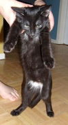 Jelly Bean