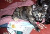 Mopette