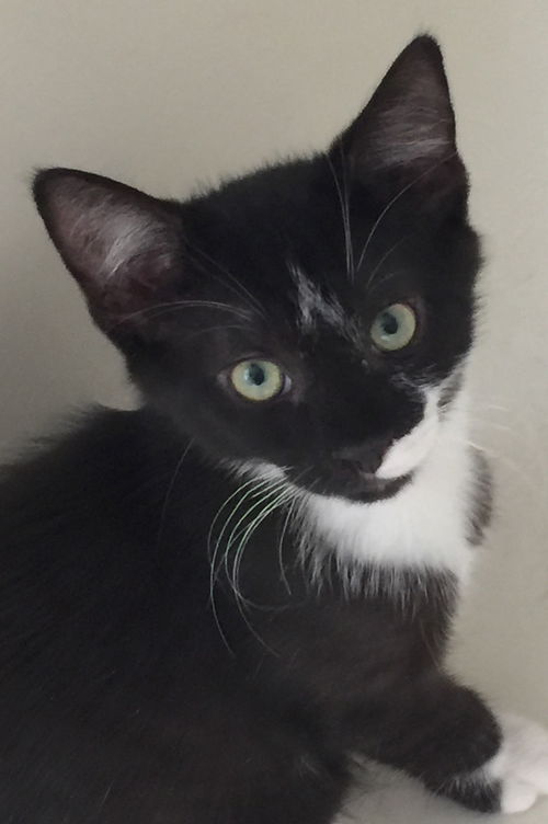 Hercule