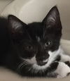 Hercule
