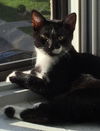 Hercule