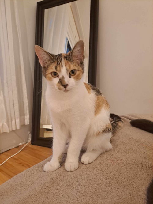 Nala