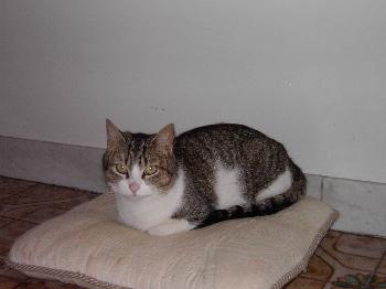 Babycat