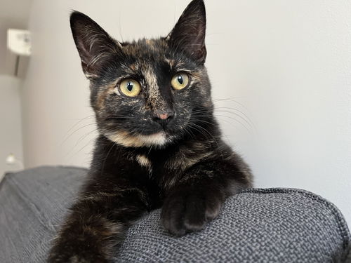 Lilou