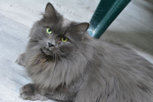 Fluffy