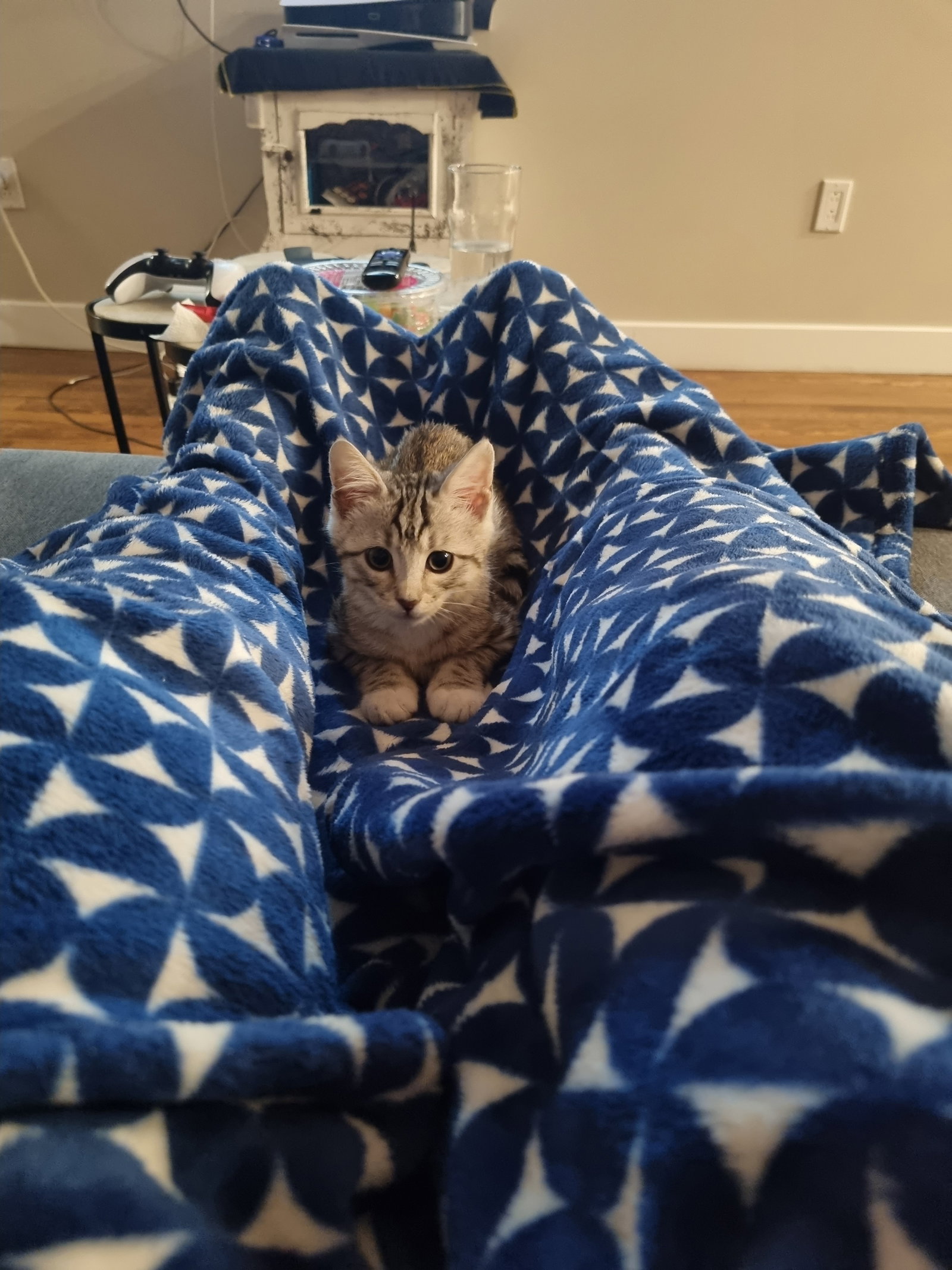 Cats for Adoption in Rouses Point, New York Alpha Paw