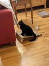 Salem