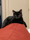 Salem