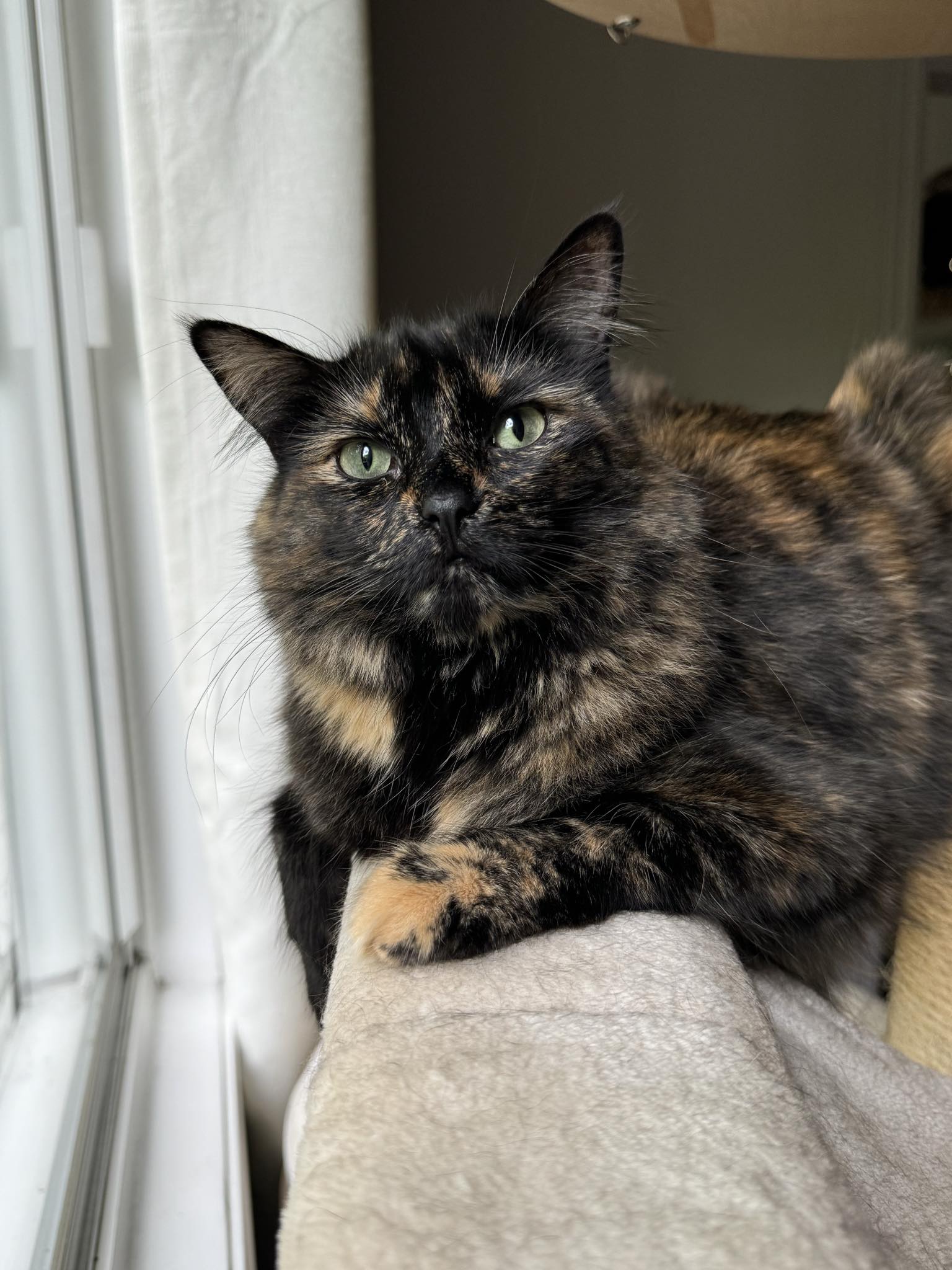 adoptable Cat in Montreal, QC named Lois