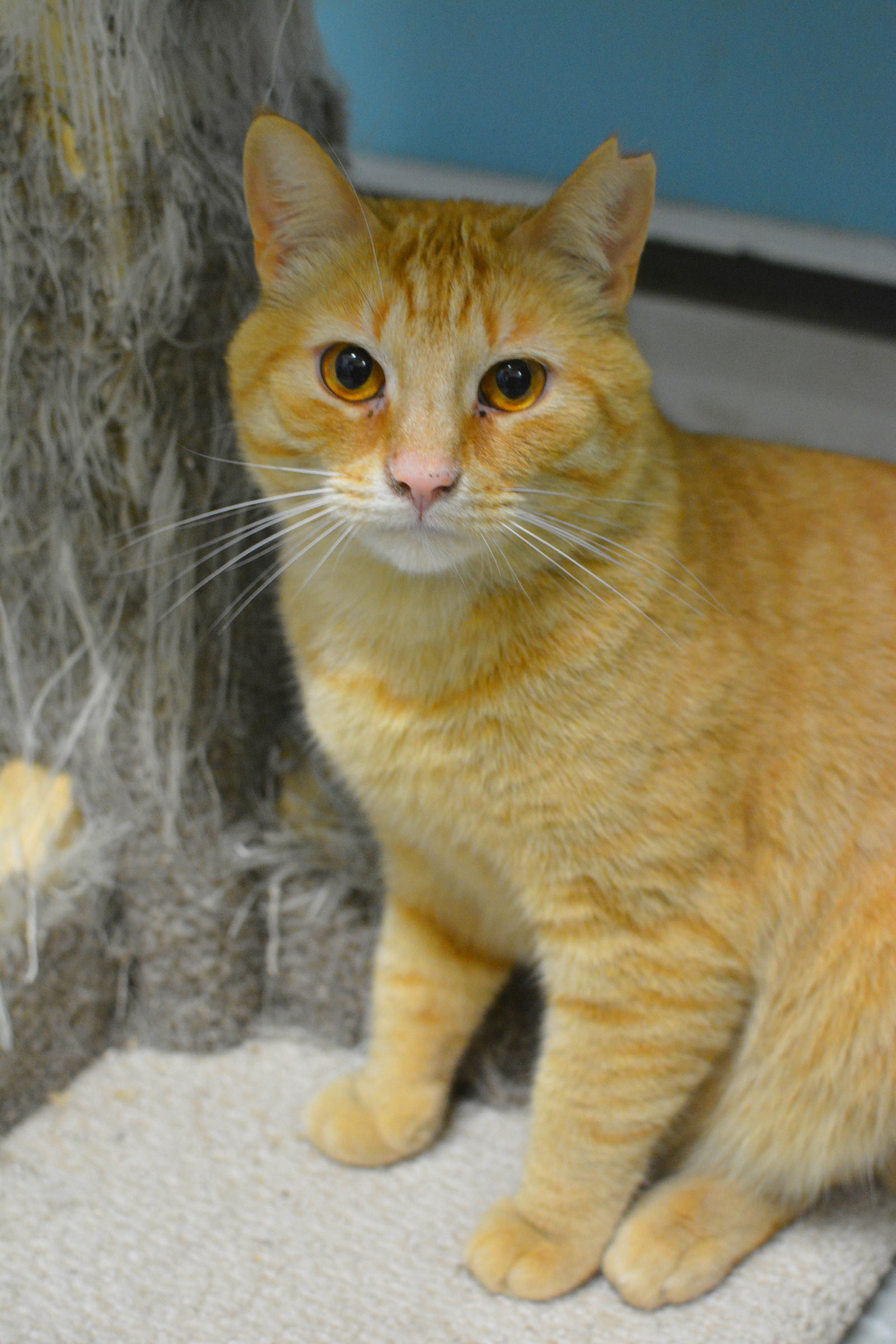 adoptable Cat in Montreal, QC named Casey