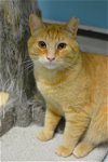 adoptable Cat in  named Casey