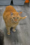 Faramir