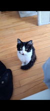 Daisie
