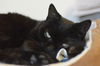 adoptable Cat in , QC named Nakoma