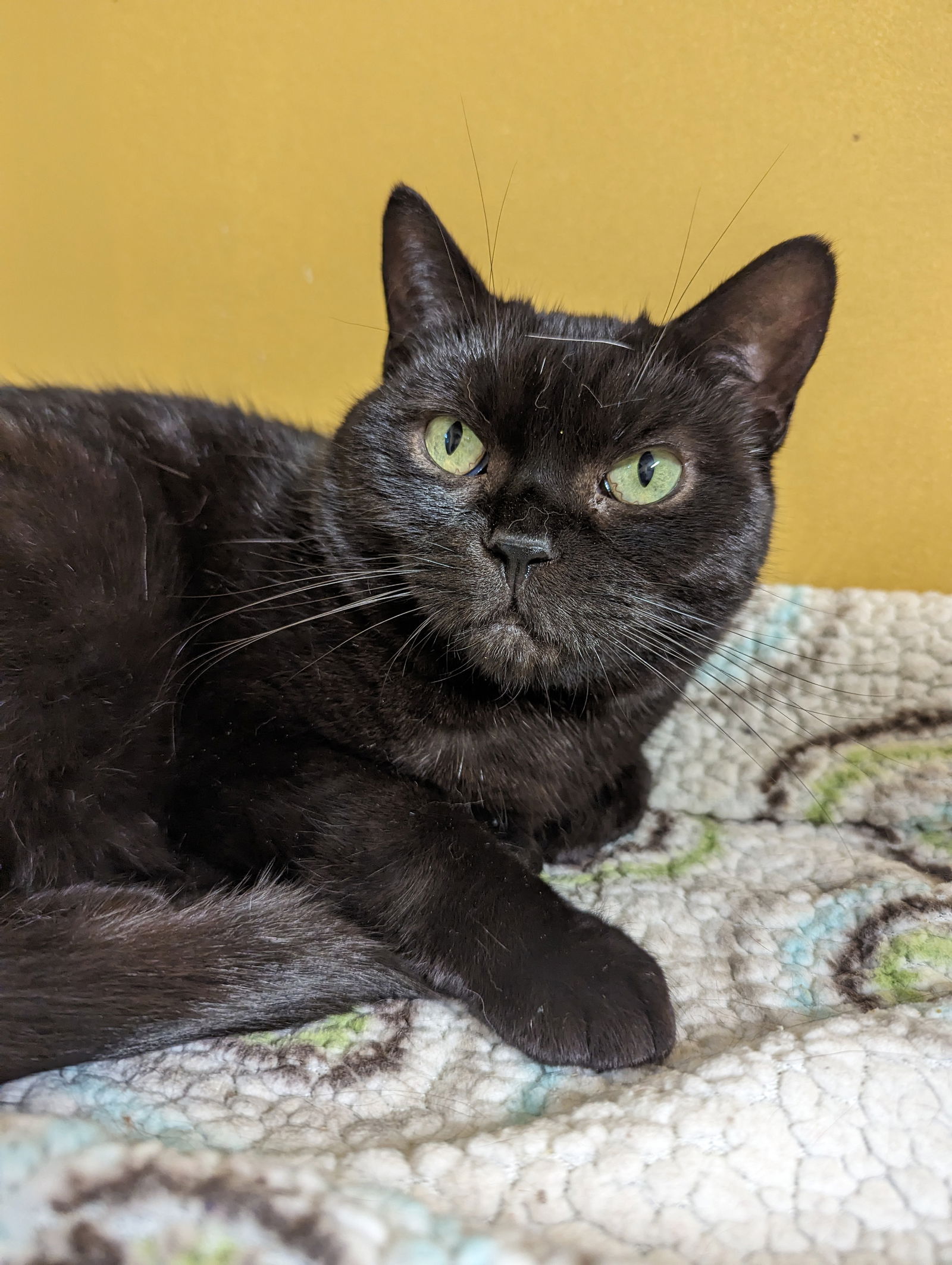 adoptable Cat in Montreal, QC named Nakoma