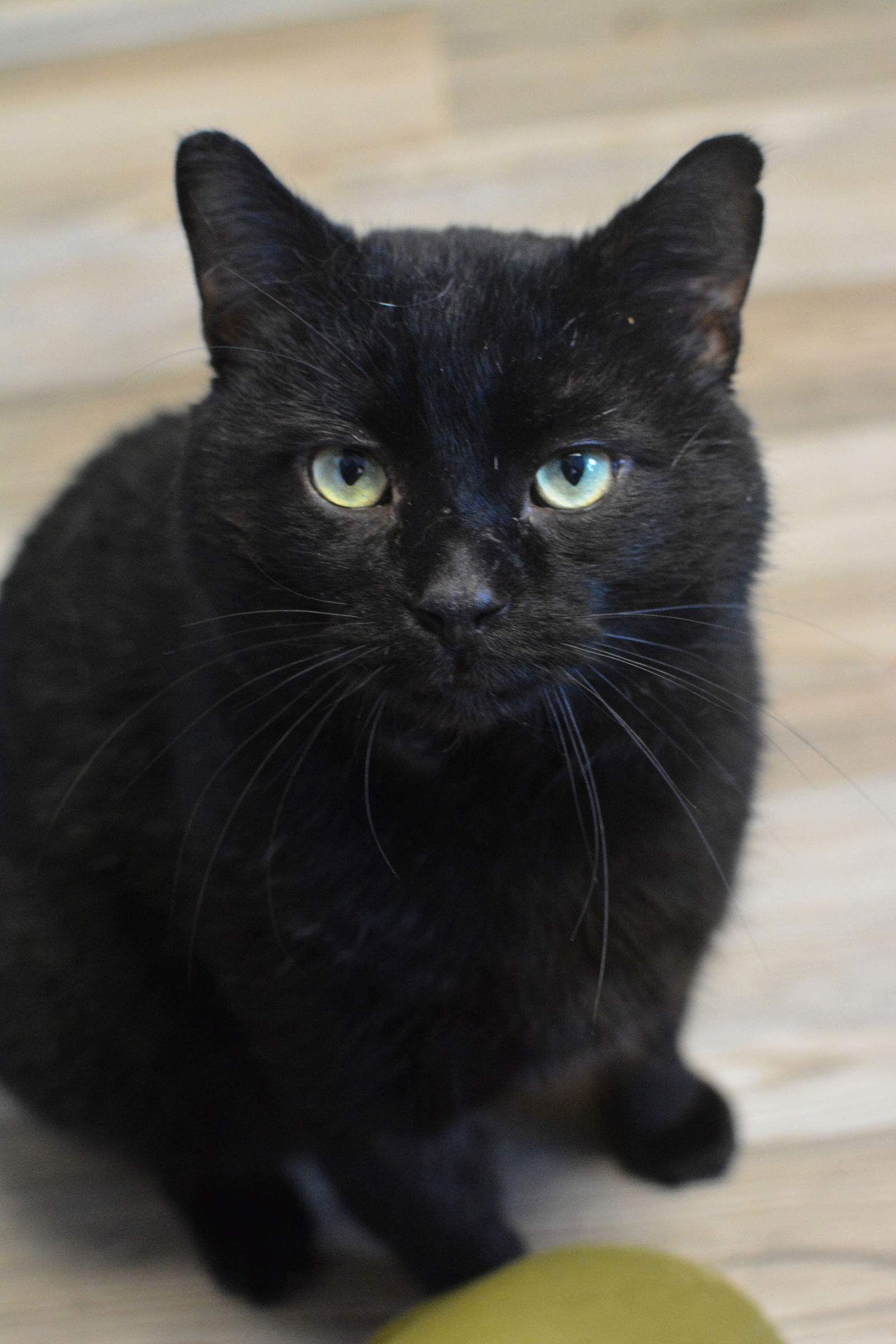 adoptable Cat in Montreal, QC named Macaroni