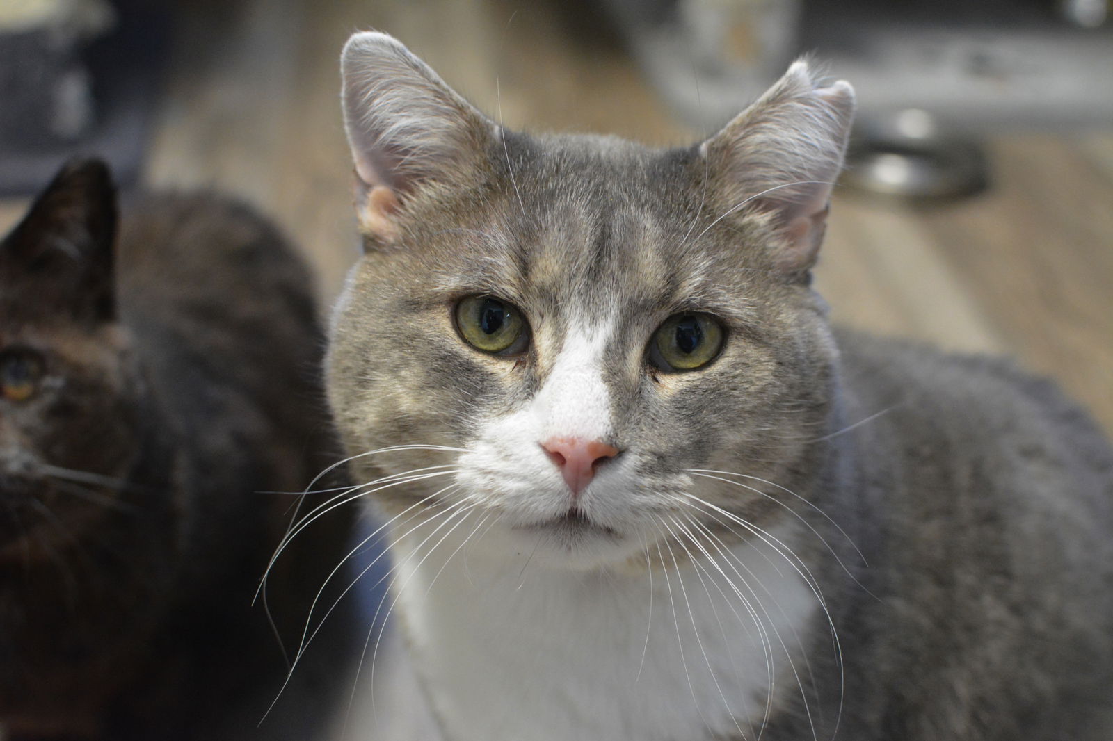 adoptable Cat in Montreal, QC named Pablo