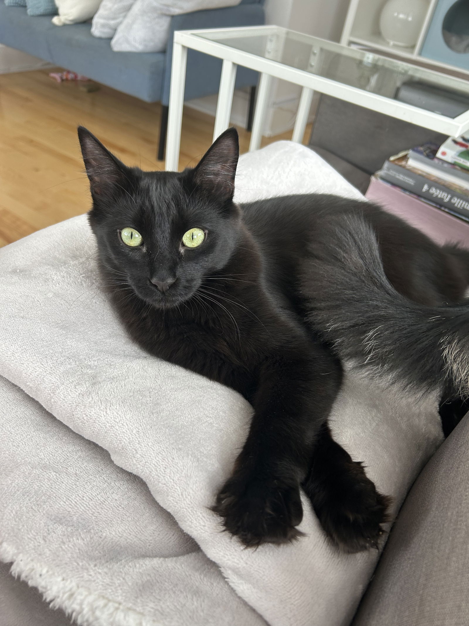 adoptable Cat in Montreal, QC named Balou