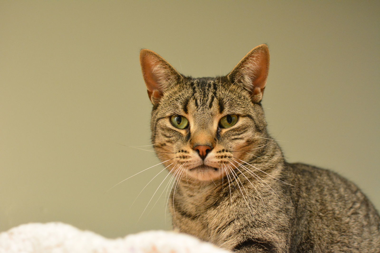 adoptable Cat in Montreal, QC named Sleek