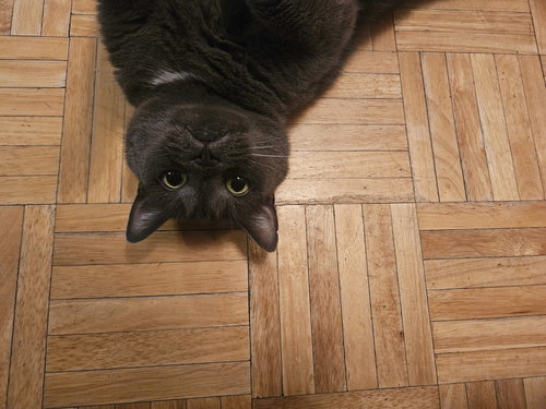 CHANTERELLE - Domestic Short Hair available for adoption