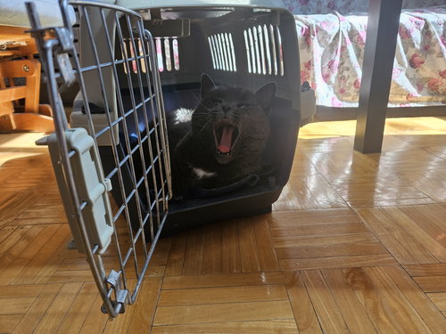 CHANTERELLE - Domestic Short Hair available for adoption
