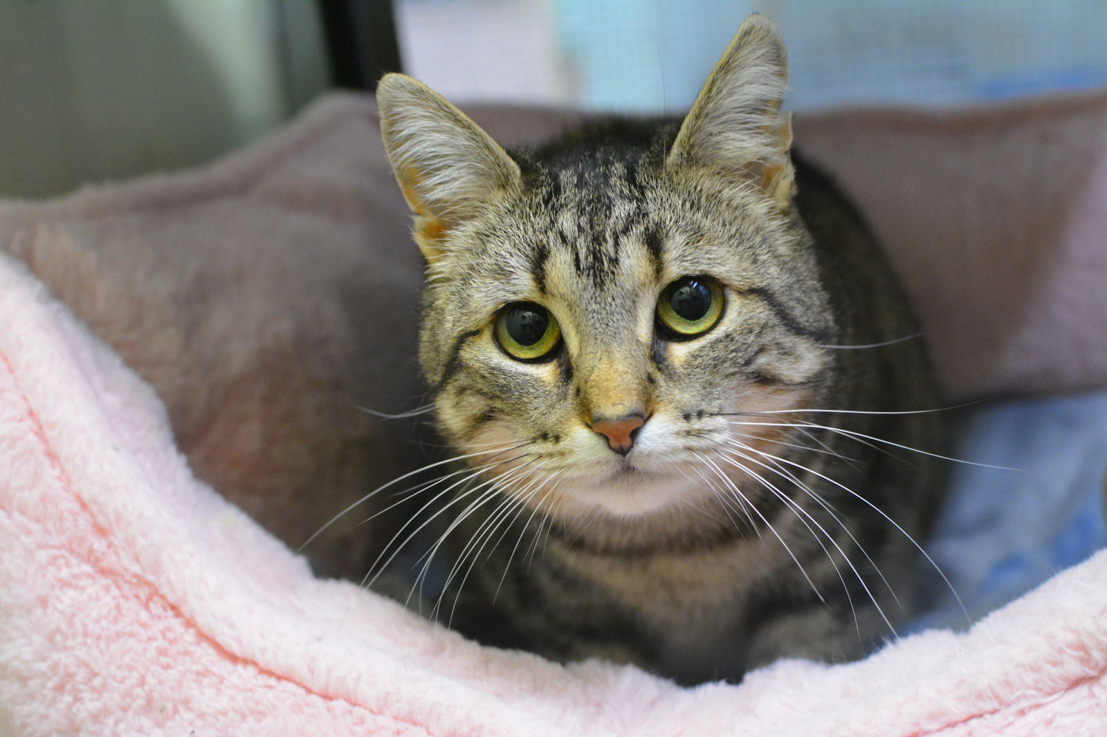 adoptable Cat in Montreal, QC named Abeille