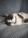 Raoul