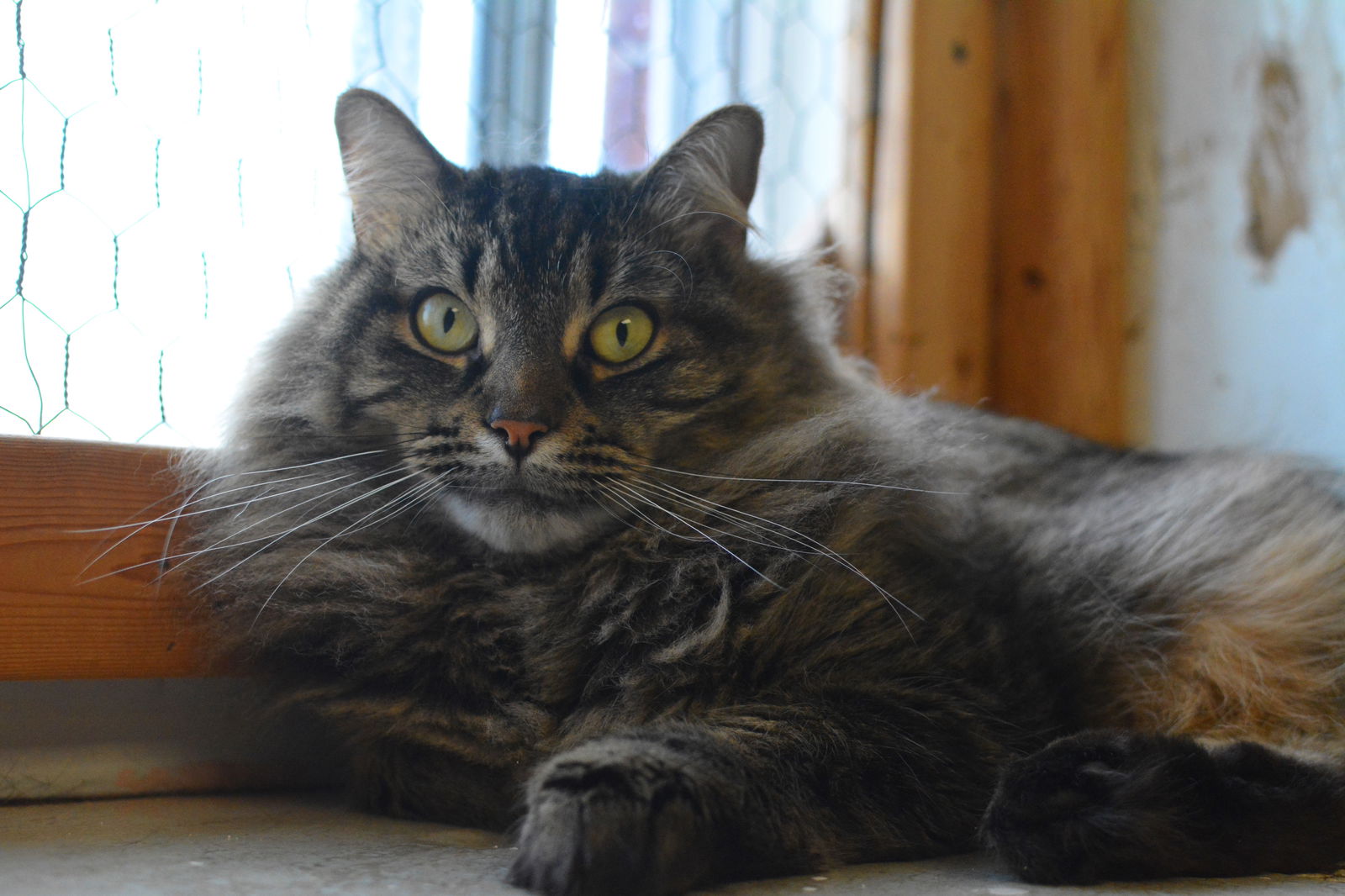 adoptable Cat in Montreal, QC named Cappuccino