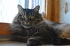 adoptable Cat in , QC named Cappuccino