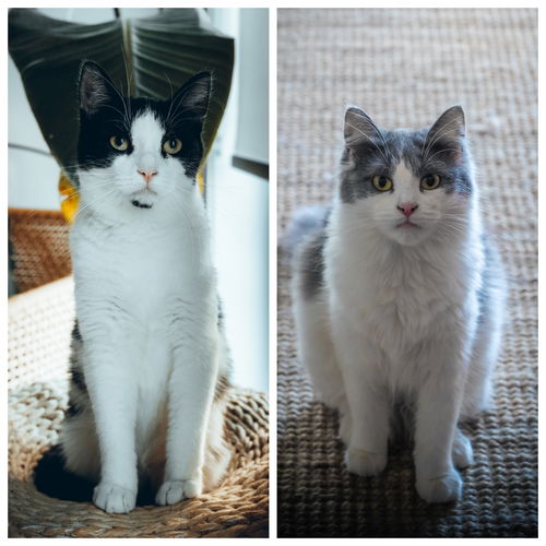 Judy et Sammy